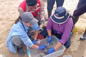 Investigación sobre la muerte de ranas en el río Suches