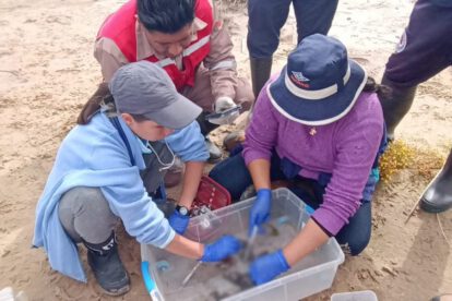 Investigación sobre la muerte de ranas en el río Suches