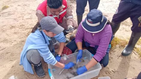 Investigación sobre la muerte de ranas en el río Suches