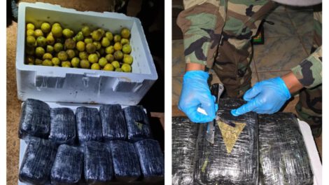 marihuana camuflados en naranjas