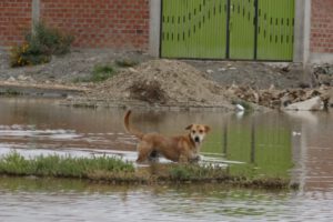 Censo de población canina en Oruro