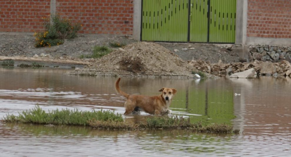 Censo de población canina en Oruro