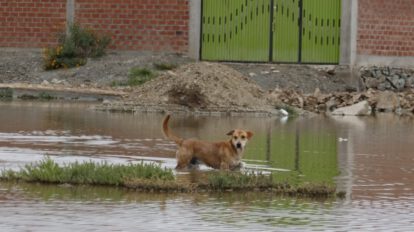 Censo de población canina en Oruro