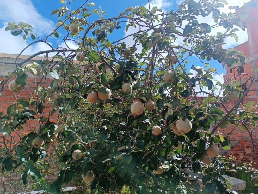 Árboles frutales en Oruro como alternativa para la escasez forestal