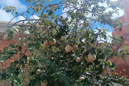 árboles frutales en Oruro como alternativa para la escasez forestal