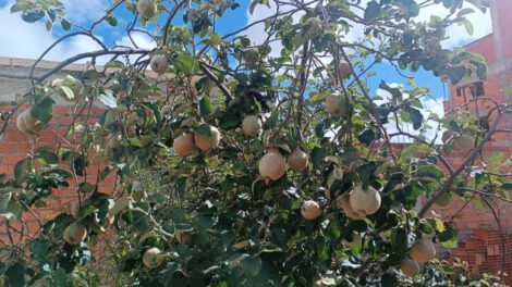 árboles frutales en Oruro como alternativa para la escasez forestal