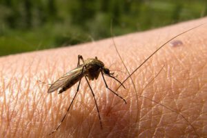 Crisis sanitaria dengue La Asunta Irupana