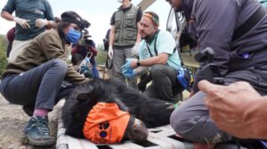 Tupak el oso andino rescatado y asistido por veterinarios