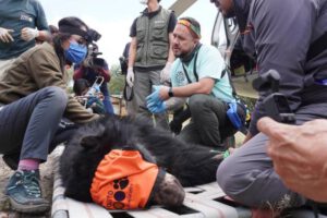 Tupak el oso andino rescatado y asistido por veterinarios