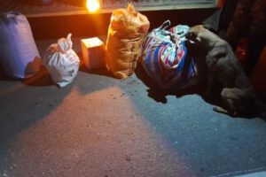 incautación de marihuana gracias al can detector Milan