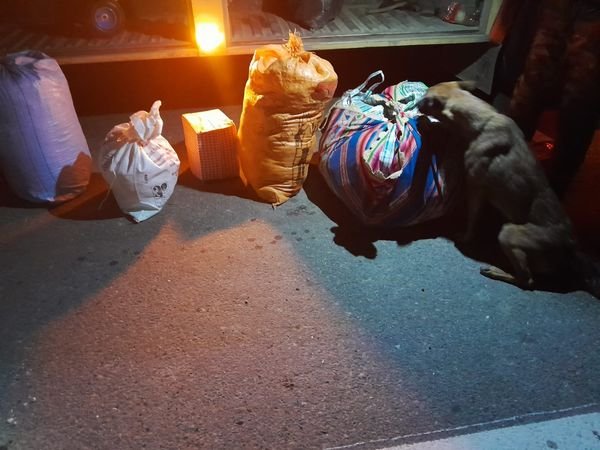 incautación de marihuana gracias al can detector Milan