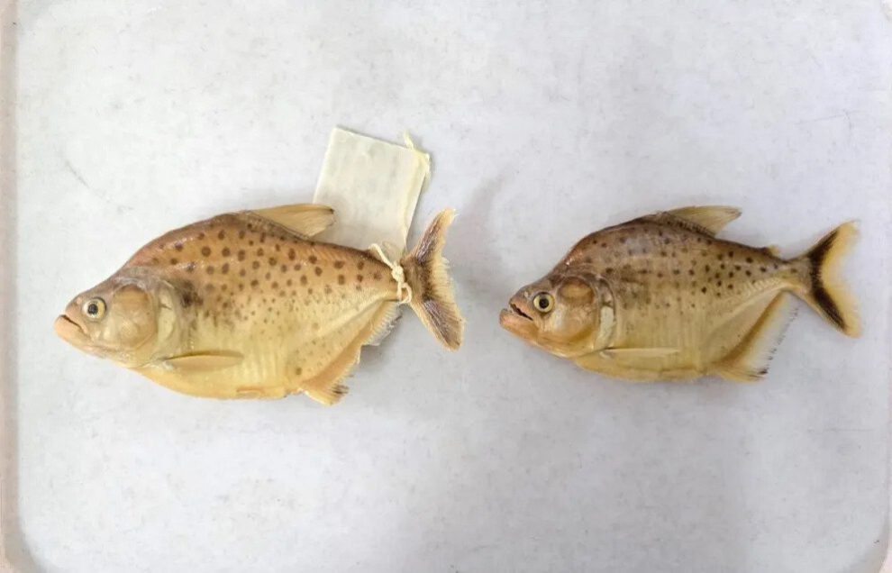 nueva especie de pez piraña Serrasalmus Magallanesi