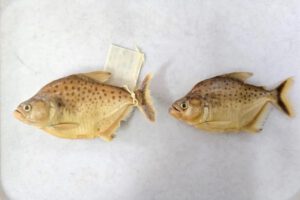 nueva especie de pez piraña Serrasalmus Magallanesi