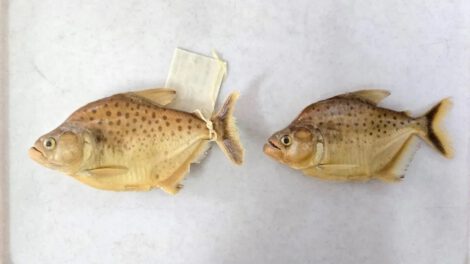 nueva especie de pez piraña Serrasalmus Magallanesi