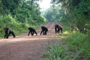 Minería de tierras raras en África amenaza a gorilas y chimpancés