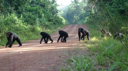 Minería de tierras raras en África amenaza a gorilas y chimpancés