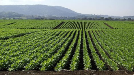 Cultivo de tabaco en Venezuela