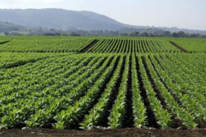 Cultivo de tabaco en Venezuela