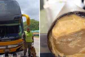 microaspirado de buses involucrados en investigación de droga camuflada