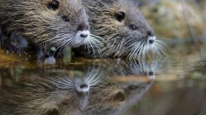Especies invasoras en Europa afectan ecosistemas y servicios vitales