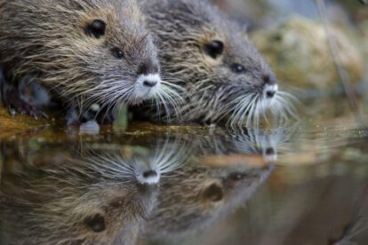 Especies invasoras en Europa afectan ecosistemas y servicios vitales