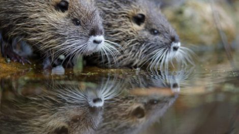 Especies invasoras en Europa afectan ecosistemas y servicios vitales