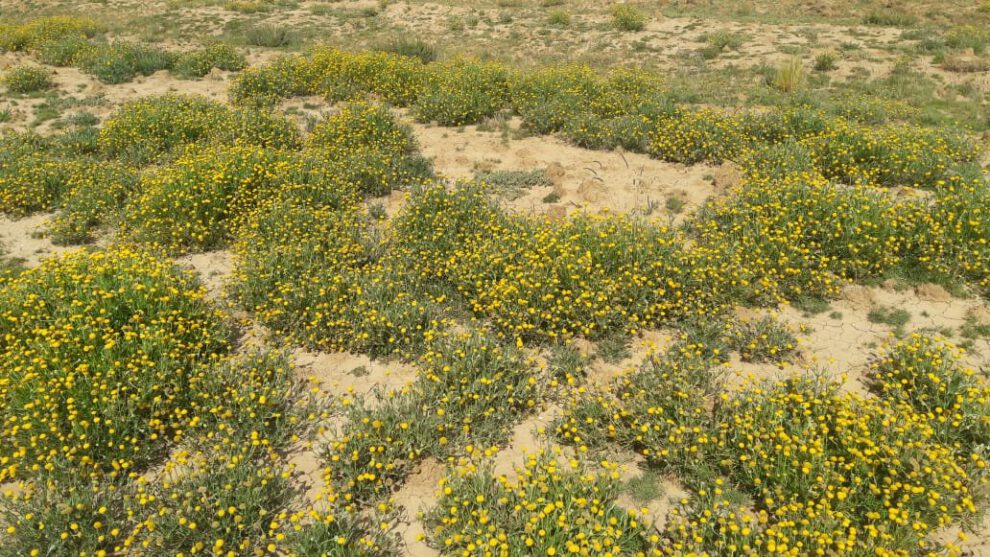 Promueven uso de herbicidas para combatir Kellu Kellu