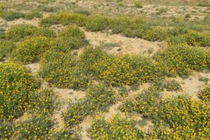 Promueven uso de herbicidas de nivel 4 para combatir planta venenosa Kellu Kellu