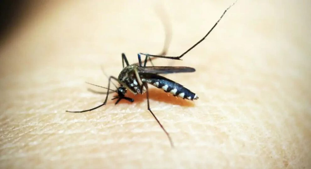 Aumentan los casos de oropouche en La Paz