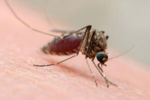 Oropouche en Bolivia: 155 pacientes confirmados y alerta naranja en La Paz