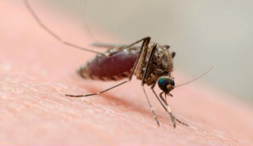 Oropouche en Bolivia: 155 pacientes confirmados y alerta naranja en La Paz