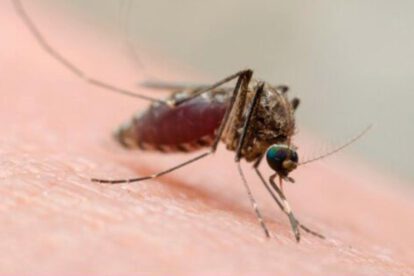 Oropouche en Bolivia: 155 pacientes confirmados y alerta naranja en La Paz