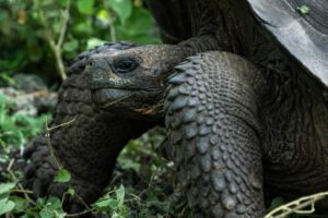 Cedrela en Galápagos y su impacto en las tortugas gigantes