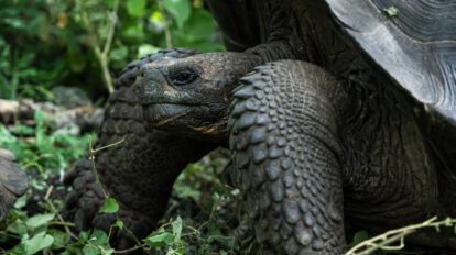 Cedrela en Galápagos y su impacto en las tortugas gigantes