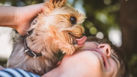 Bacterias resistentes en mascotas y su transmisión a humanos