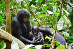 Estudio sobre bonobos y su agresividad en Kokolopori Bonobo Reserve