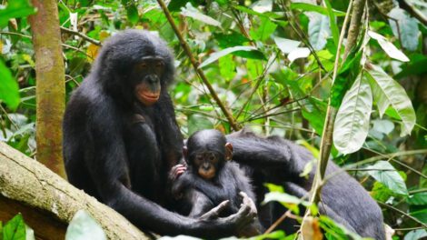 Estudio sobre bonobos y su agresividad en Kokolopori Bonobo Reserve