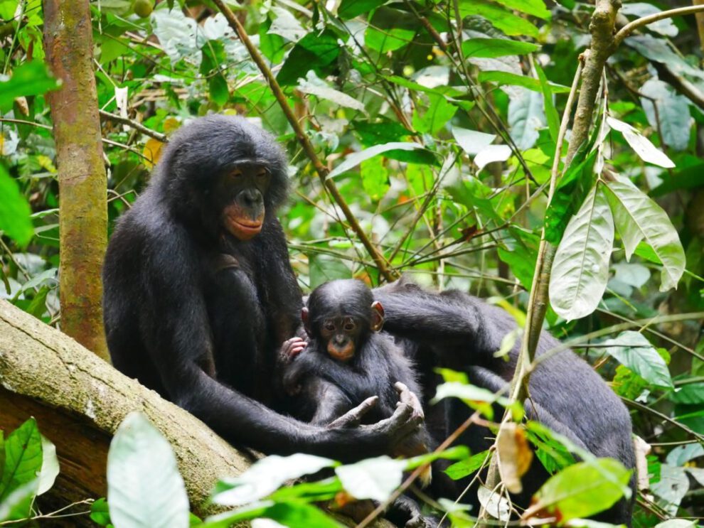 Estudio sobre bonobos y su agresividad en Kokolopori Bonobo Reserve