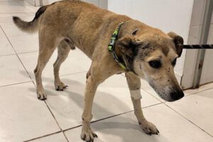 Choco perro accidente durante protestas en Cochabamba