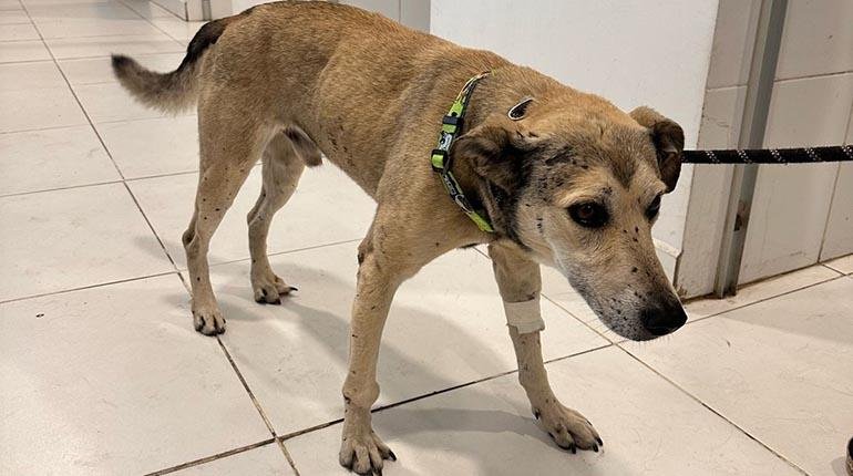 Choco perro accidente durante protestas en Cochabamba