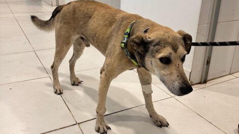 Accidente de perro en Cochabamba