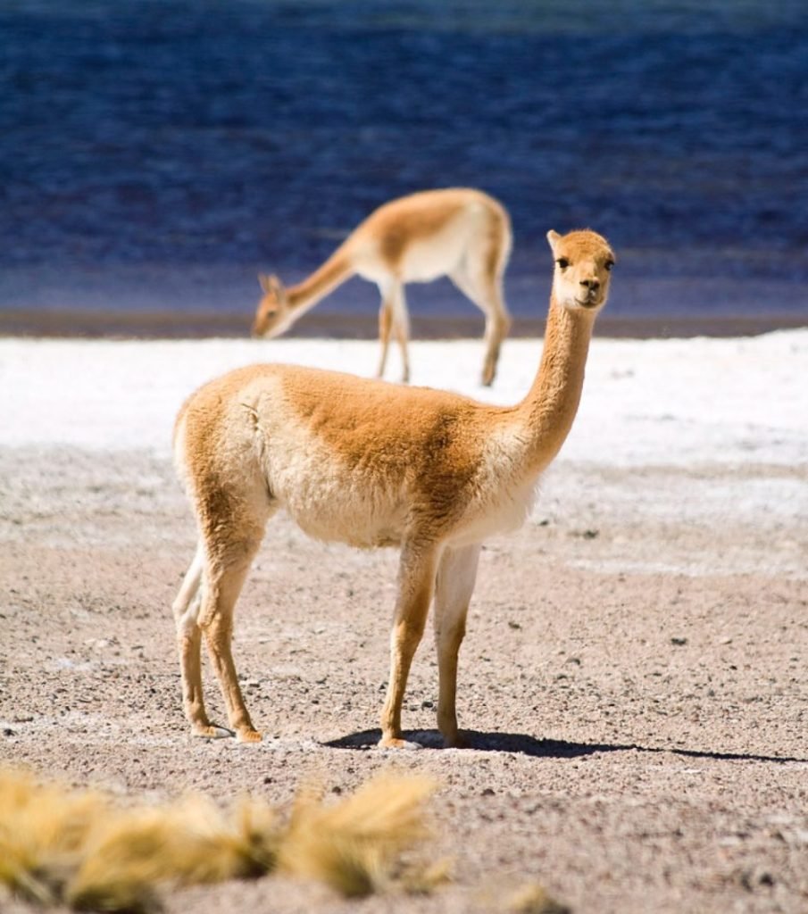 Lana de vicuña en Bolivia