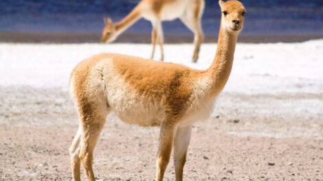 Lana de vicuña en Bolivia