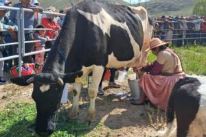 Producción de leche en Challapata gracias a las lluvias y apertura de válvulas en Represa Tacagua