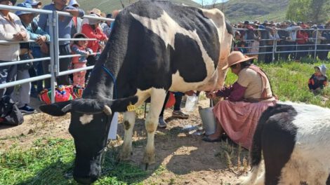 Producción de leche en Challapata gracias a las lluvias y apertura de válvulas en Represa Tacagua
