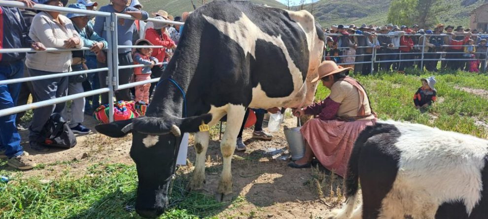 Producción de leche en Challapata gracias a las lluvias y apertura de válvulas en Represa Tacagua