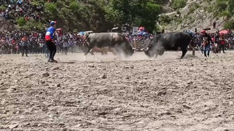 El asesinato en Potosí durante la festividad Toro Tinku