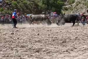 asesinato en Potosí durante la festividad Toro Tinku