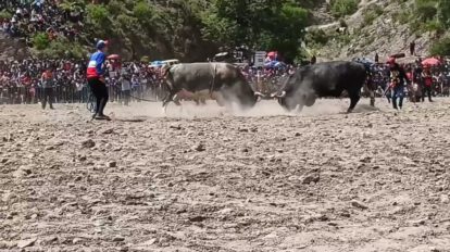 asesinato en Potosí durante la festividad Toro Tinku