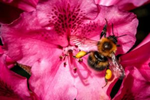 Abejorros en hibernación pueden sobrevivir siete días bajo el agua